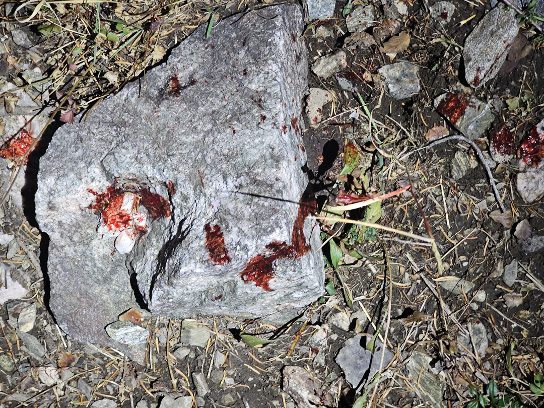 First blood right where the buck was standing.