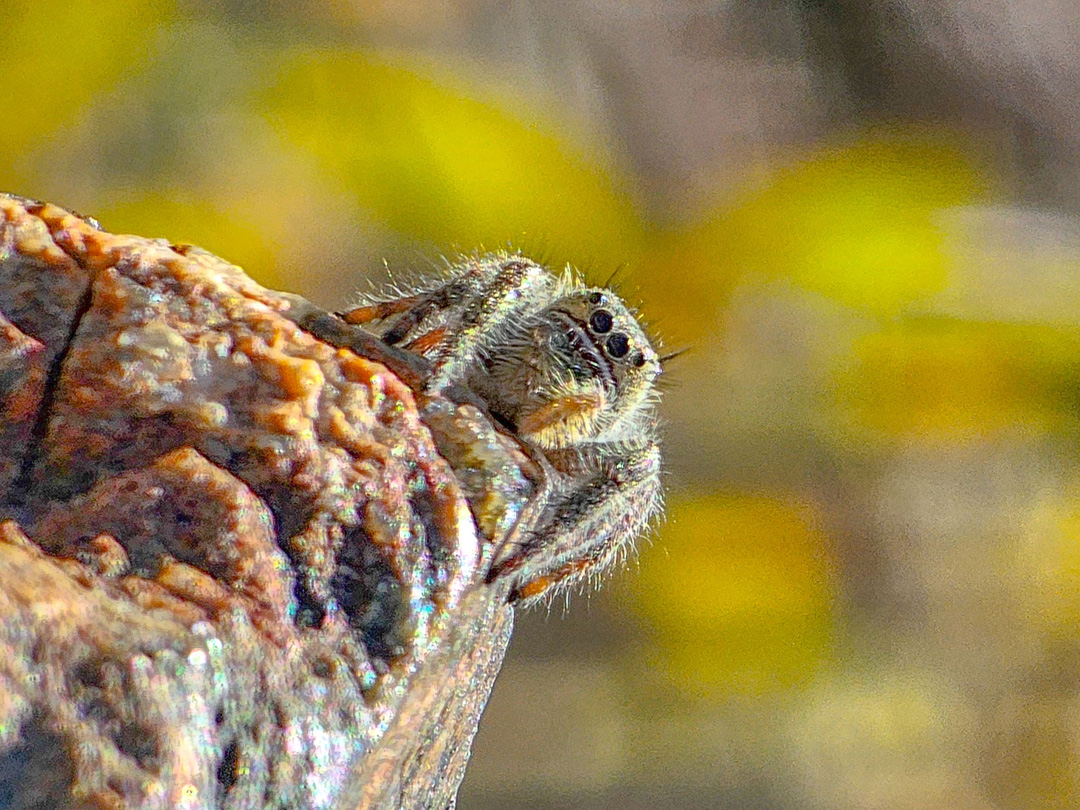 Killing time taking photos of spiders during the middle of the day.