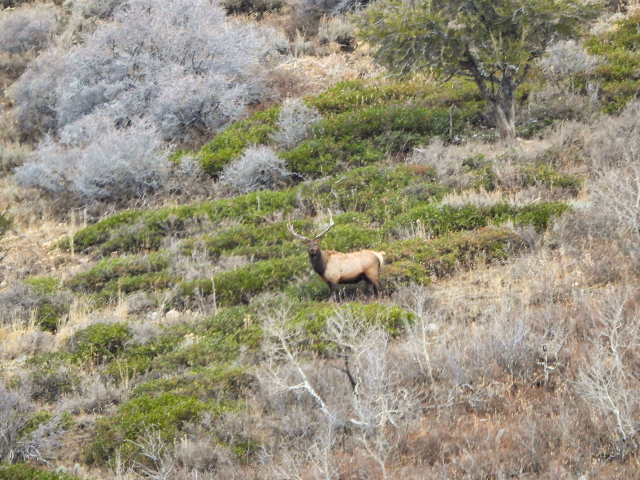 Bull elk on Durst Mtn.