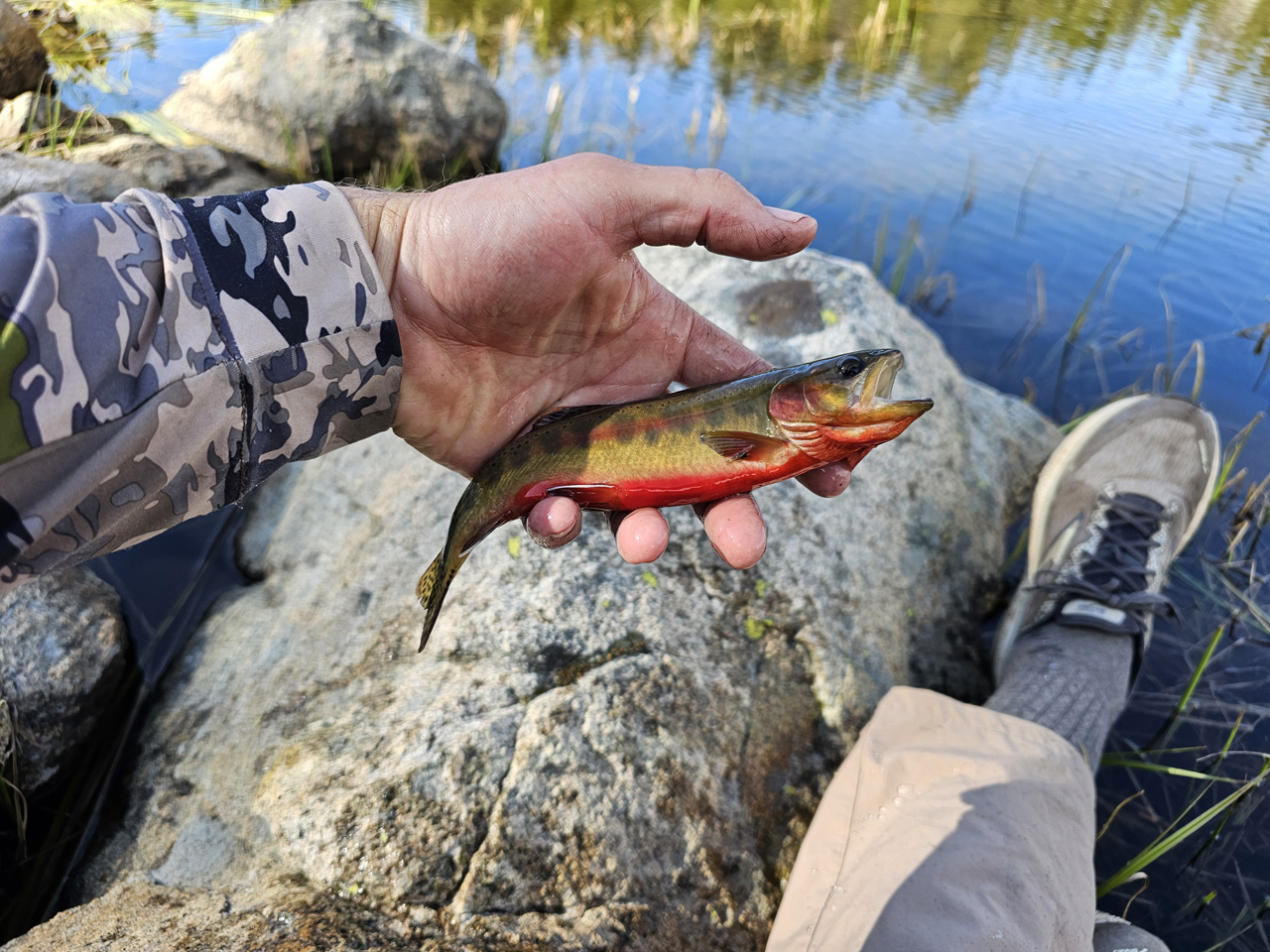 Brooks Divide Trail Running Shoes with a golden trout