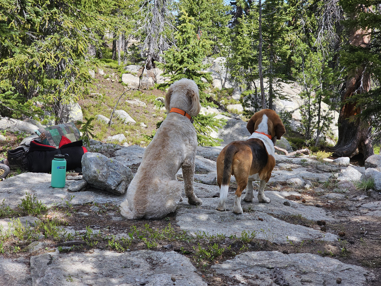 Personal Best golden trout