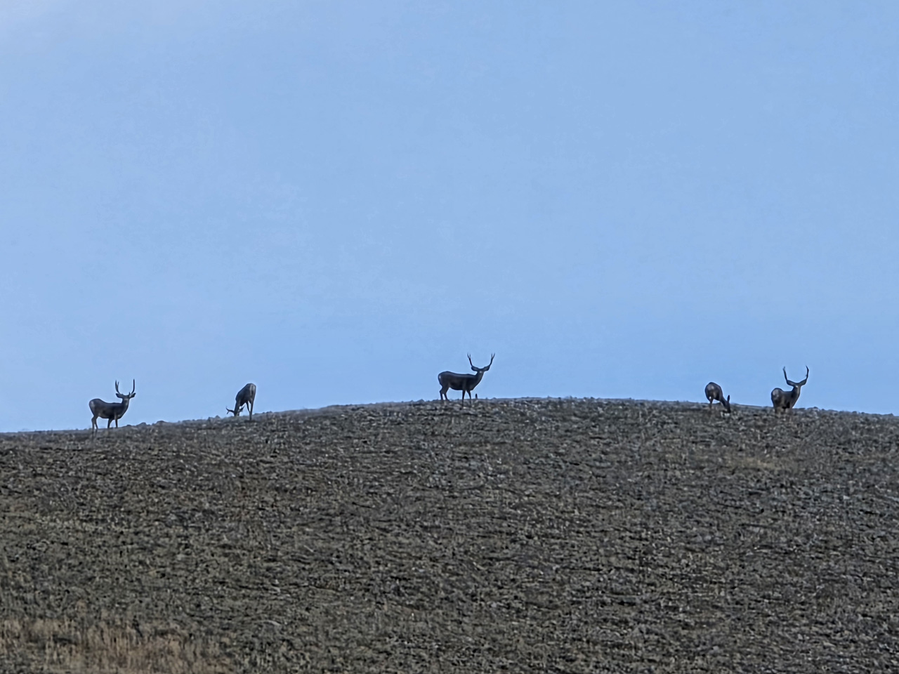 Bucks on Mt Ellen