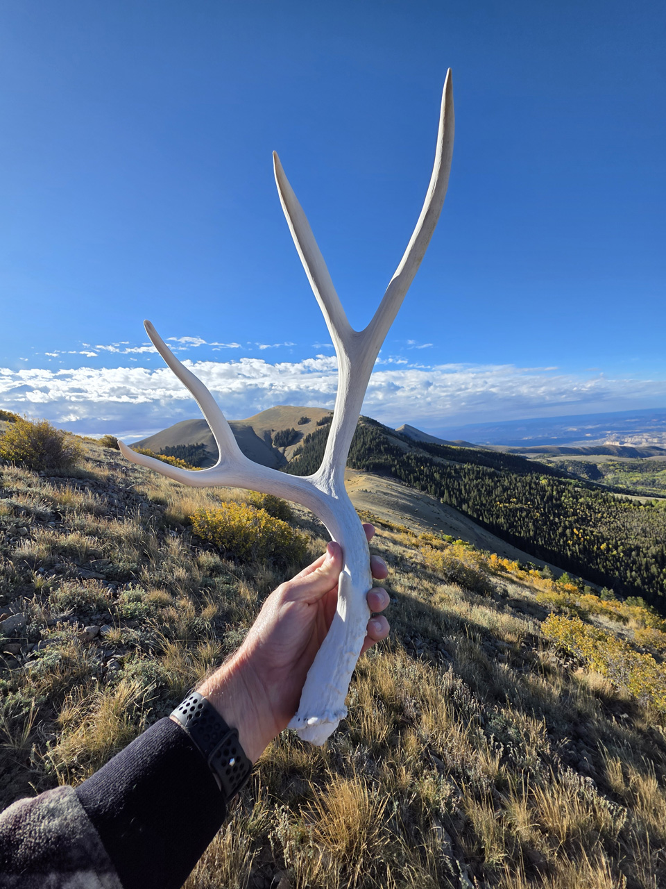 Shed mule antler on Mt Ellen
