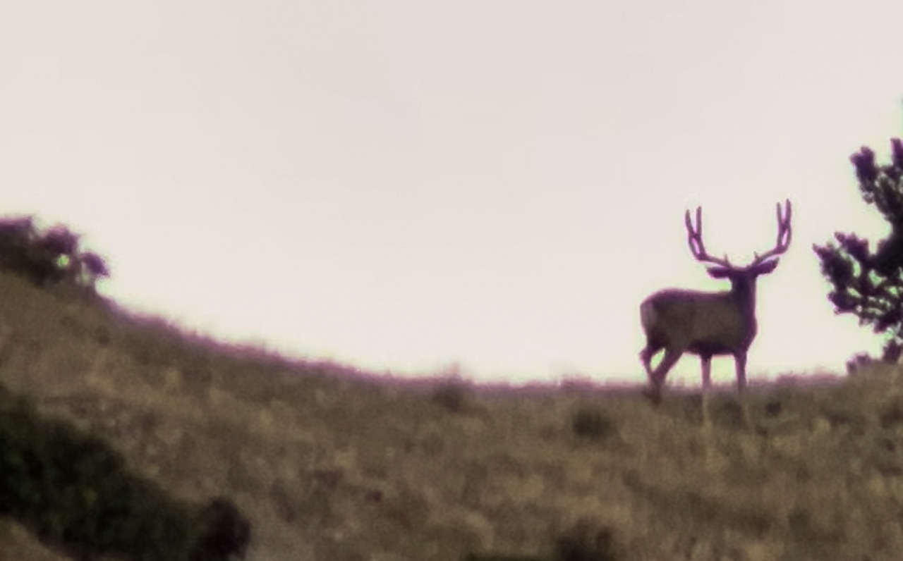 Buck on Mt Ellen in 2024