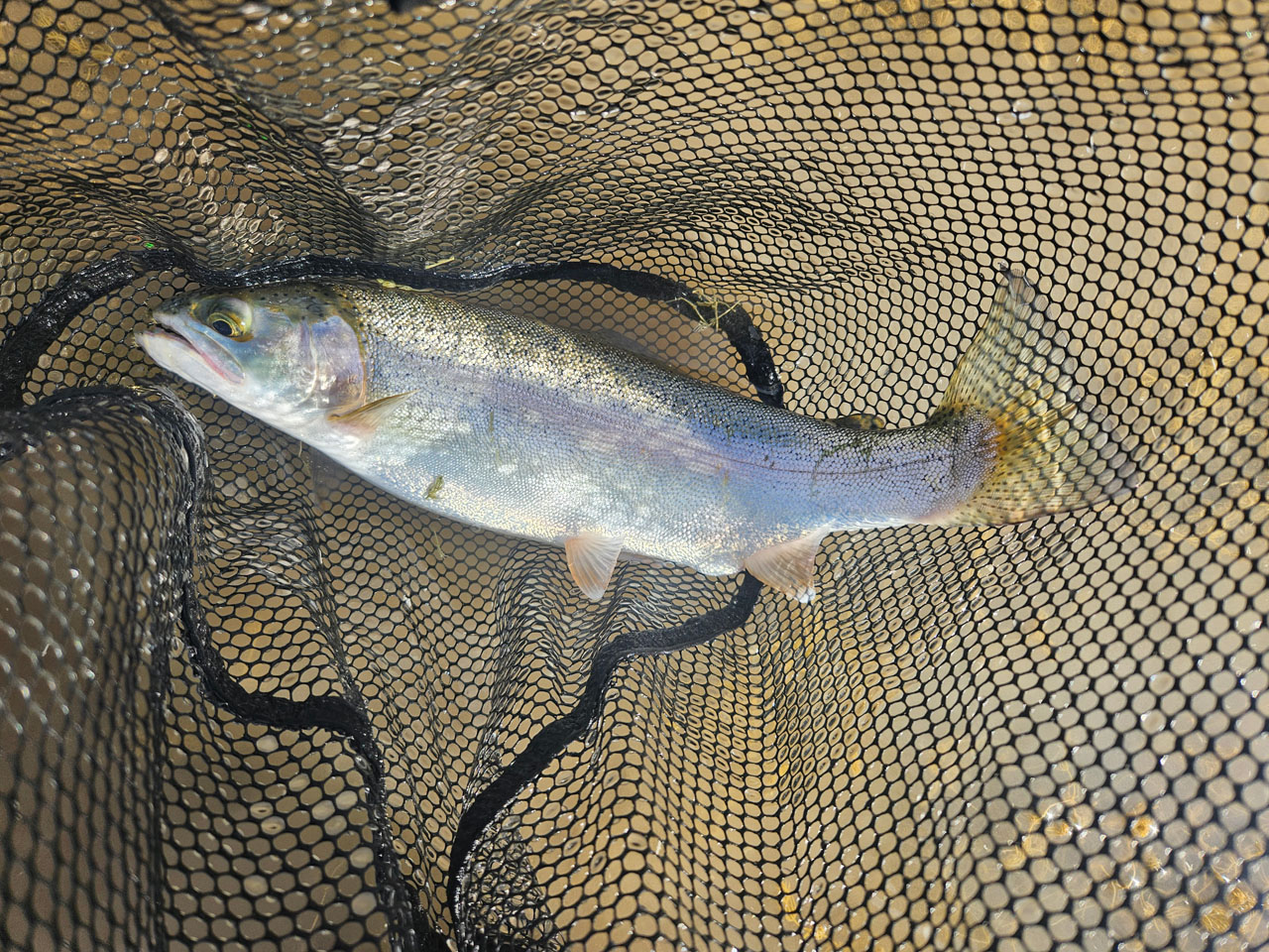 Rainbow trout in fishing net.