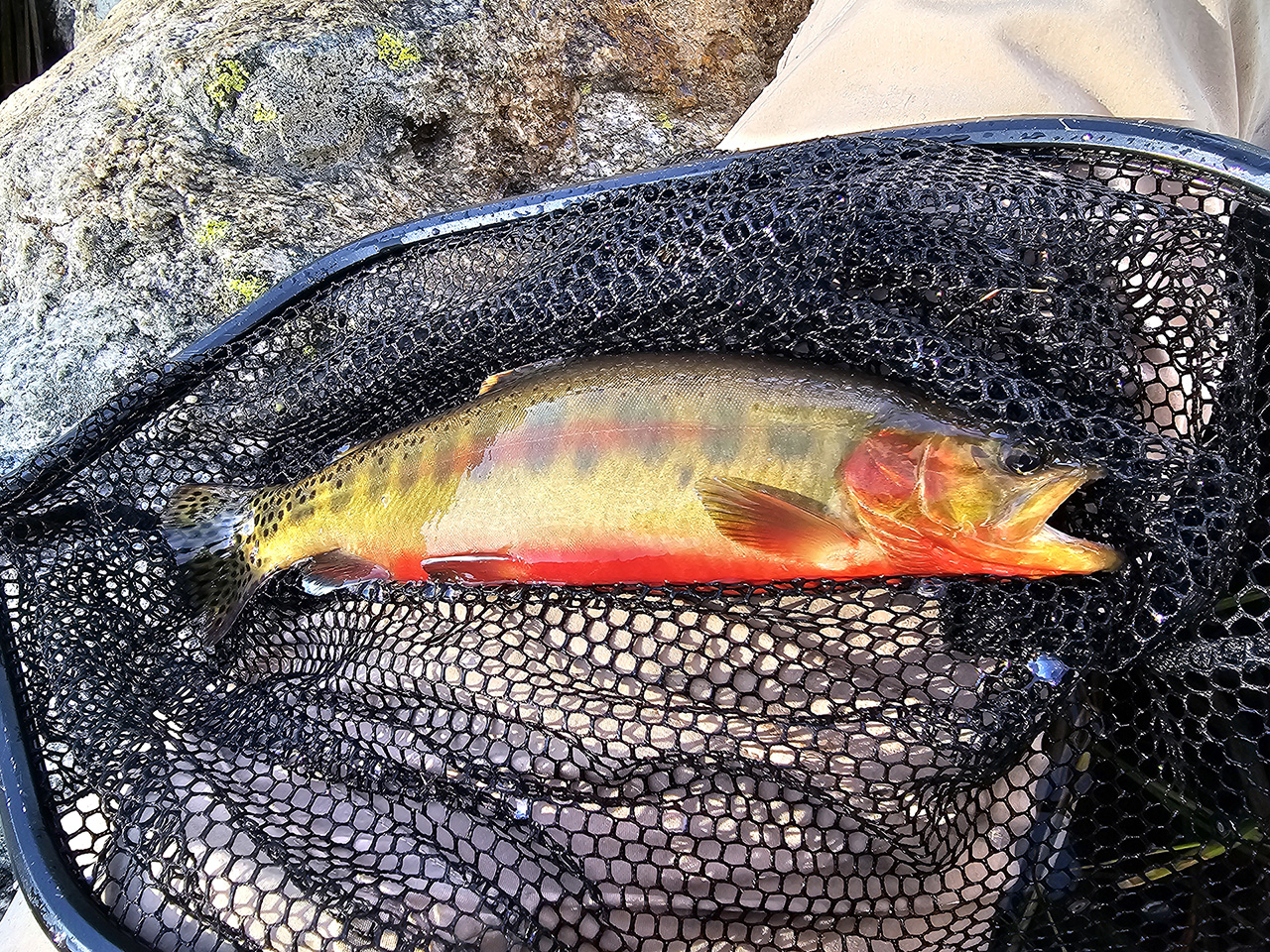 Golden Trout from the Wind Rivers