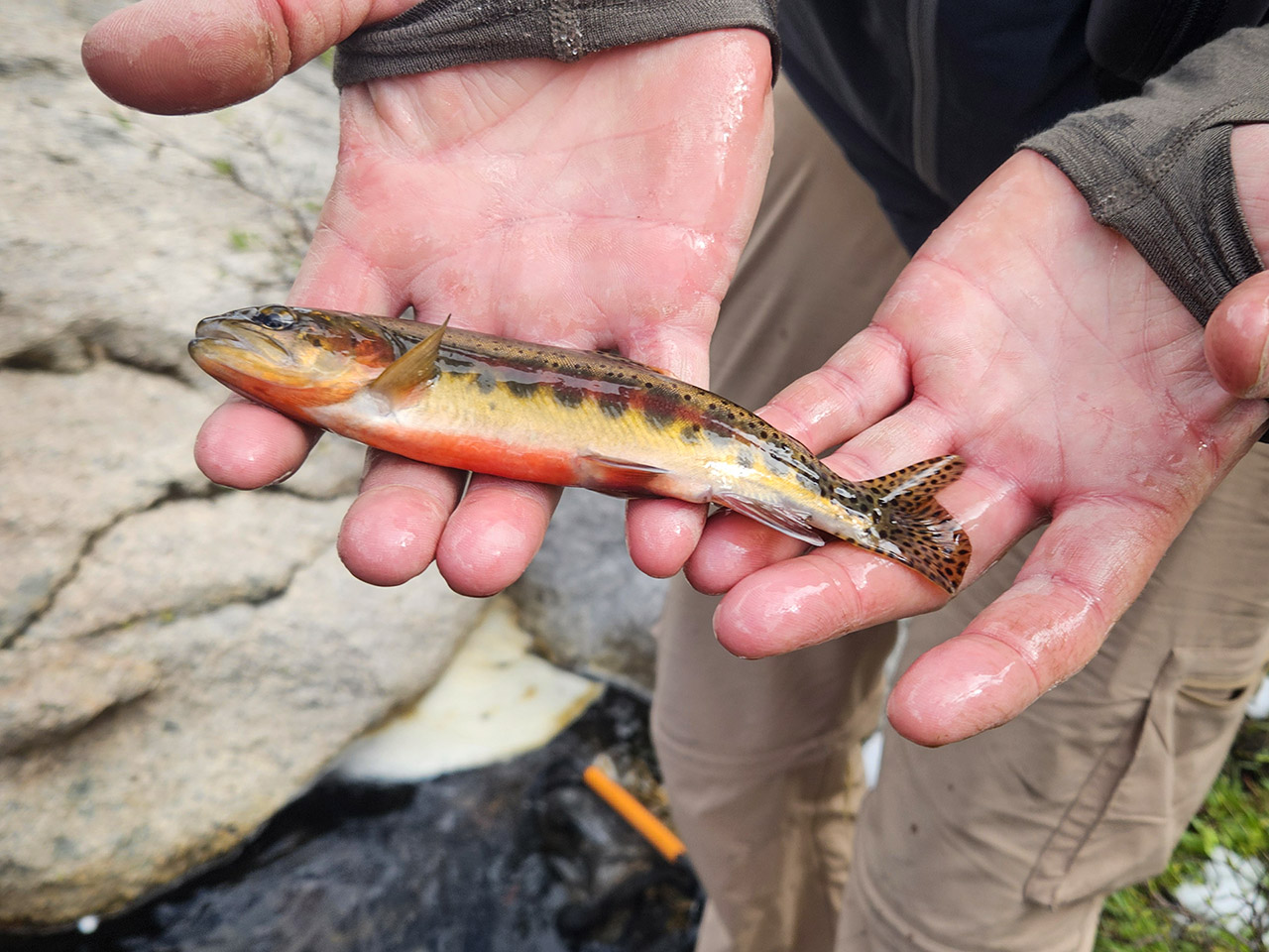 Creek caught Golden Trout from the Wind Rivers in 2026