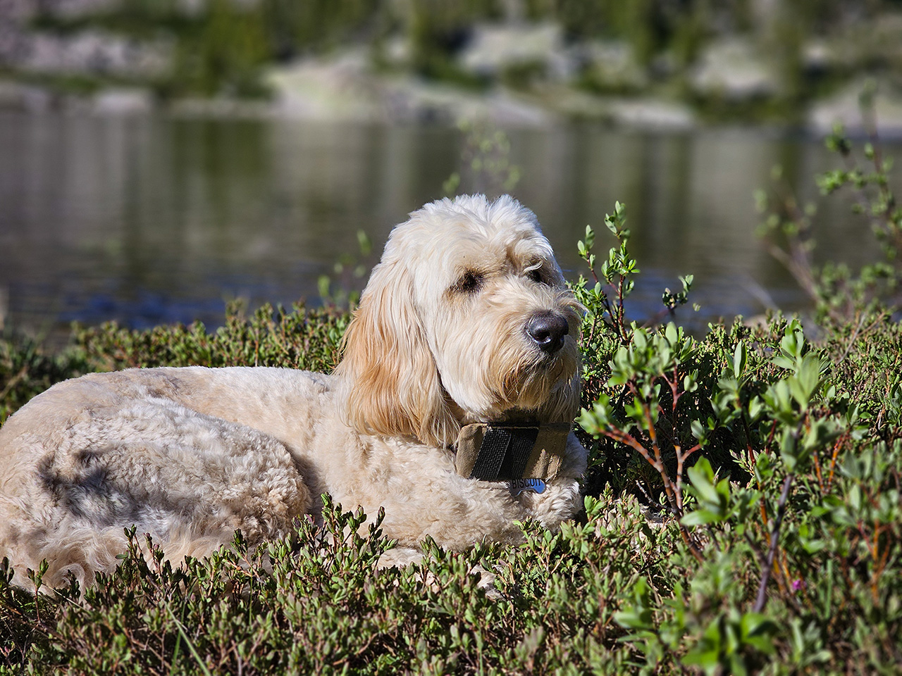 Biscuit my dog with his Mestastic LoRa Radio Node on his collar