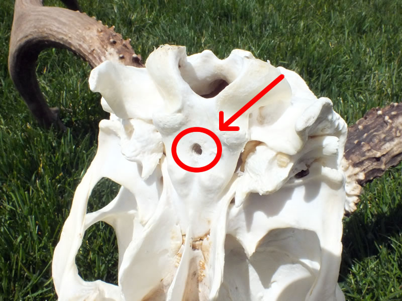 Deer European Skull Mount Plaque Mounting screw hole placement