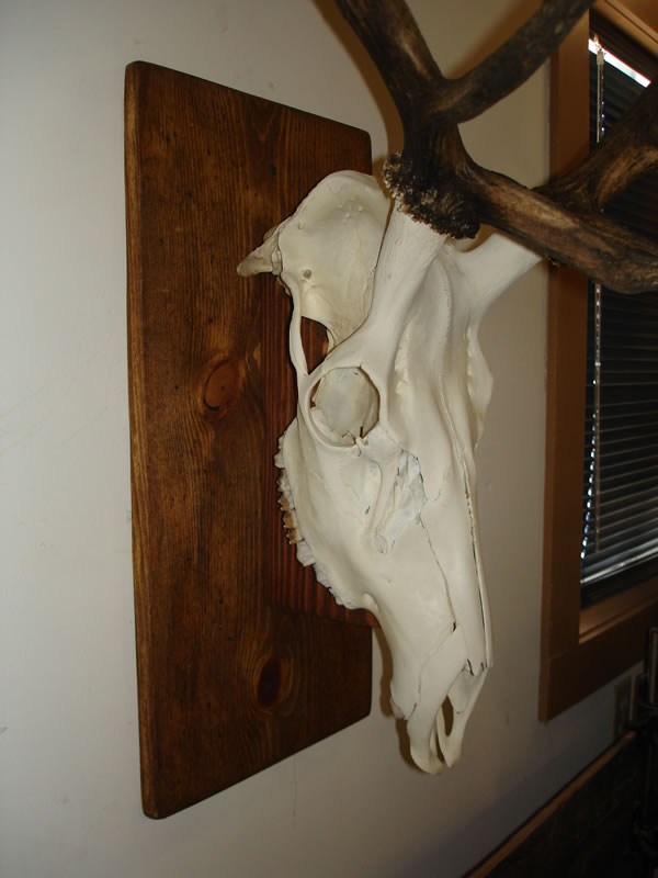 DIY Elk European Skull Mount Plaque